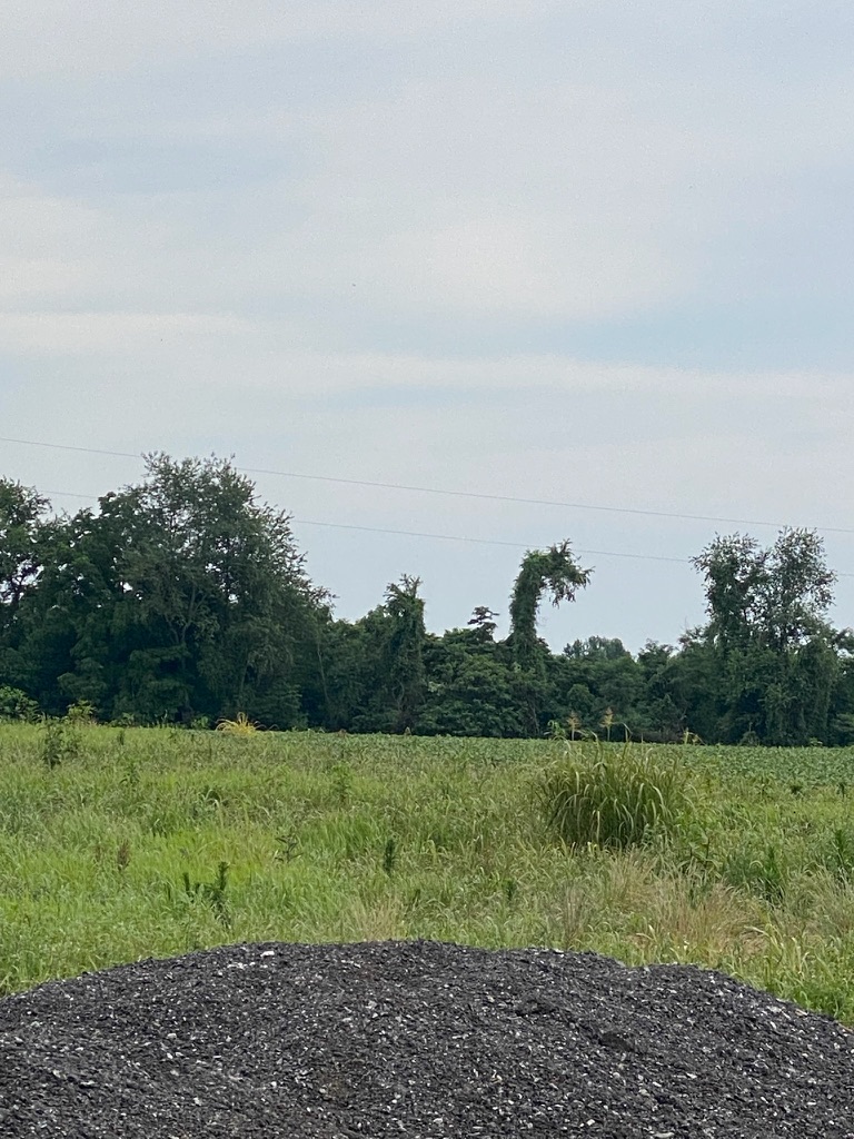RZR on the property