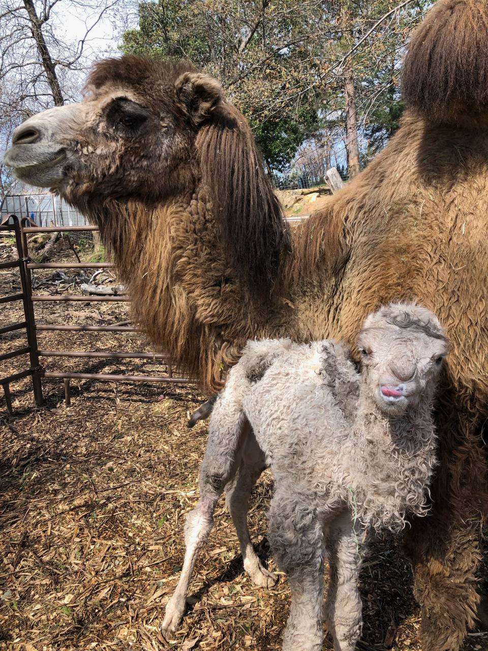 New baby camel