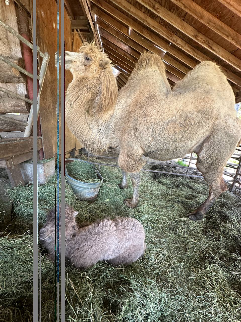 New baby camel