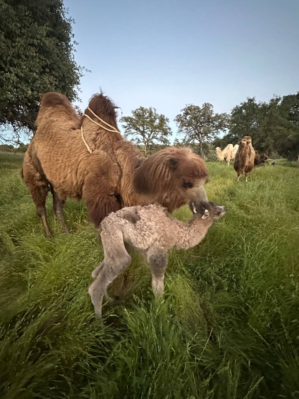 New baby camel