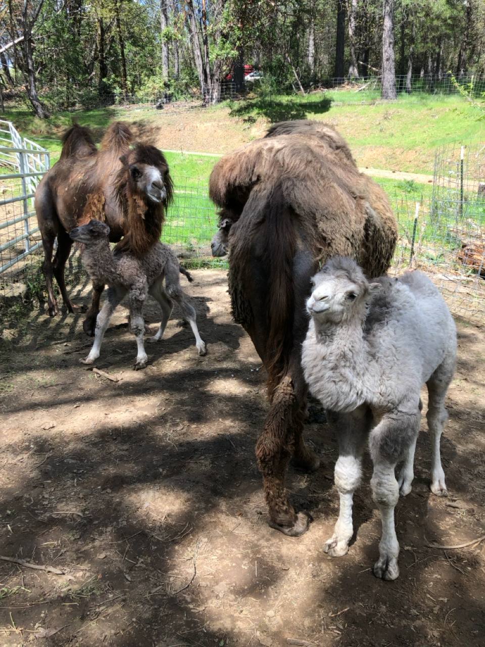 New baby camel