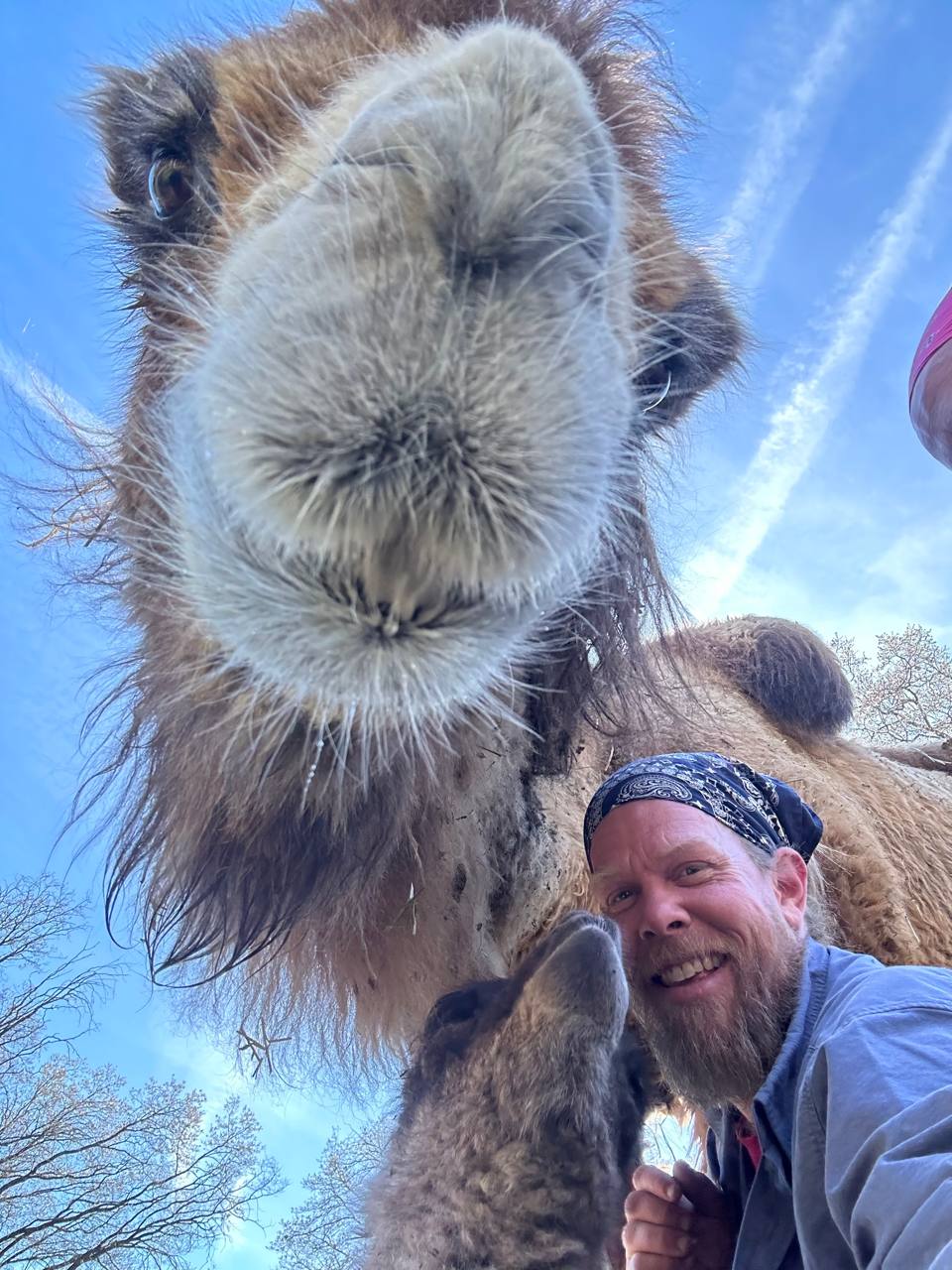 New baby camel