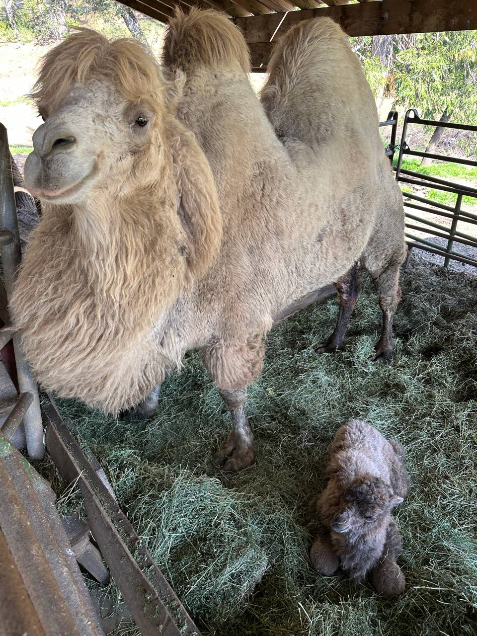 New baby camel
