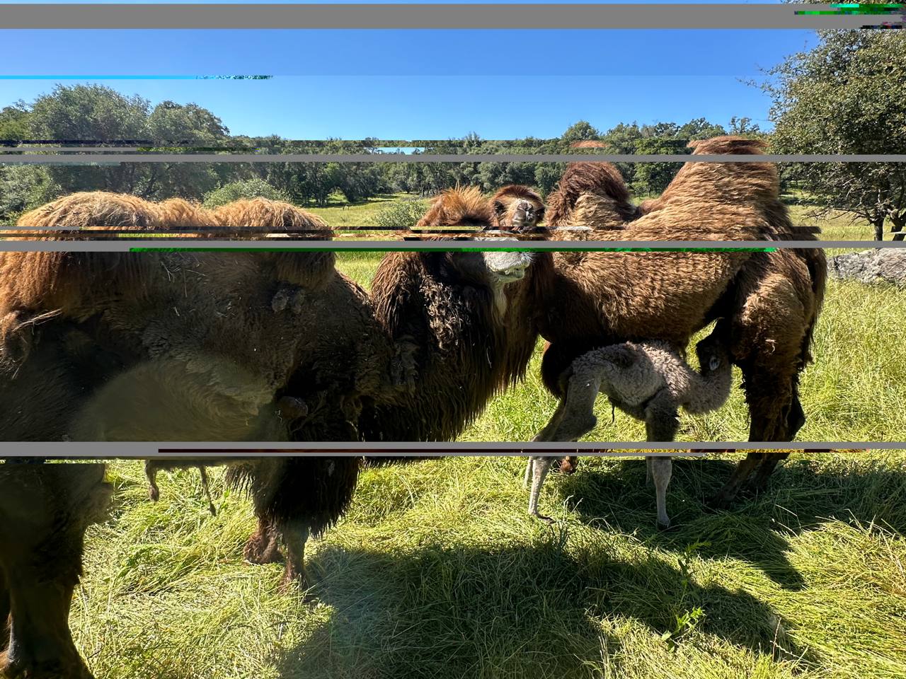New Baby Camel at my farm in CA