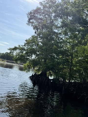 Airboat Alligator Tour