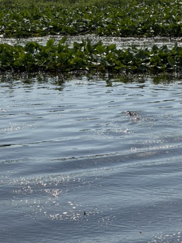 Airboat Alligator Tour