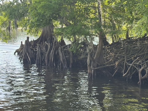 Airboat Alligator Tour