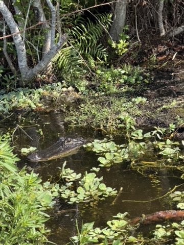 Airboat Alligator Tour