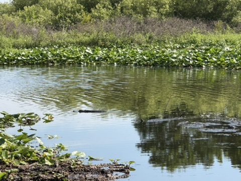 Airboat Alligator Tour