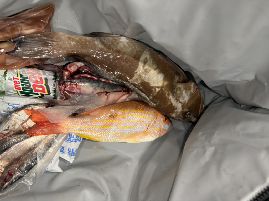 On the Fishpro Apex