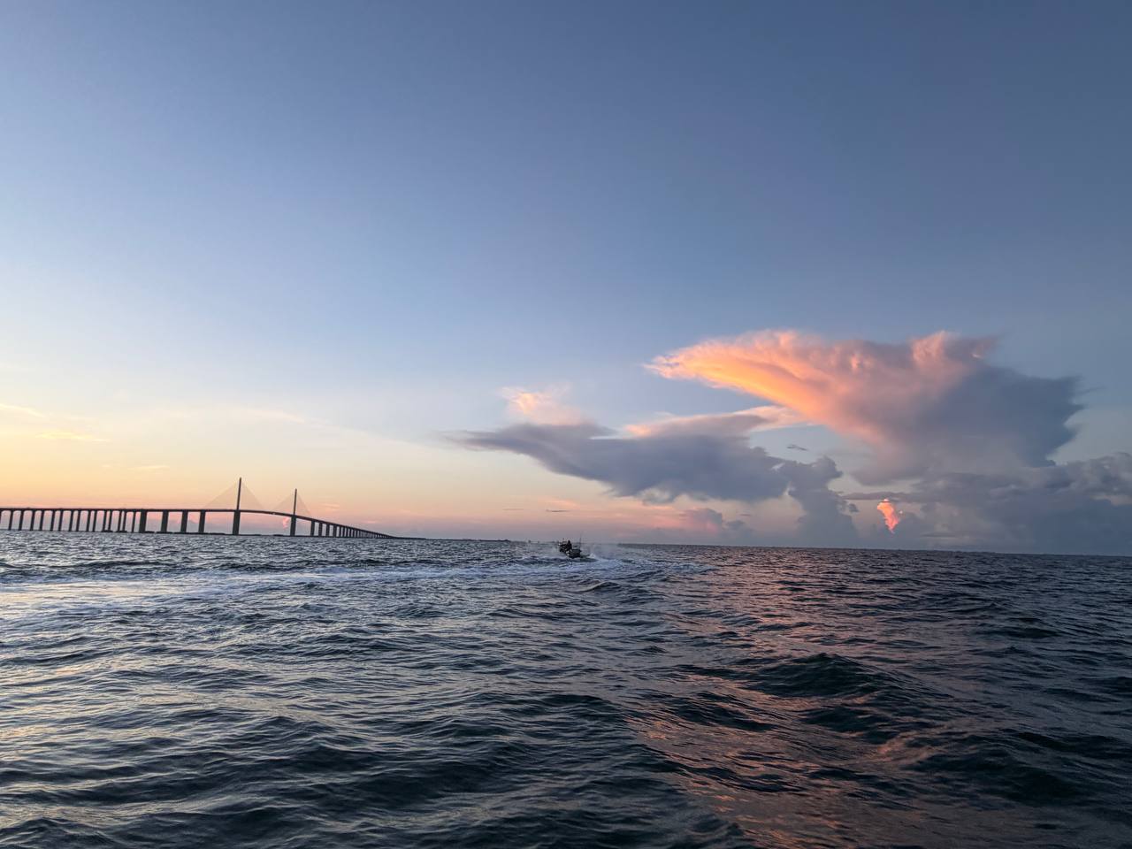 Gag Grouper Season: Sharks, Remoras, and No Grouper