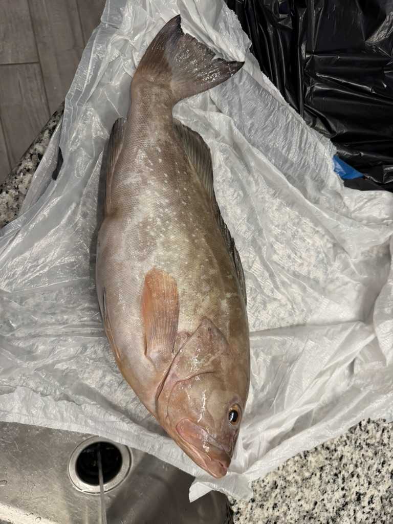 On the Fishpro Apex